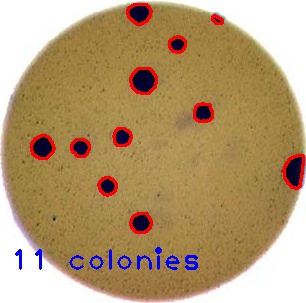 Colonies counted